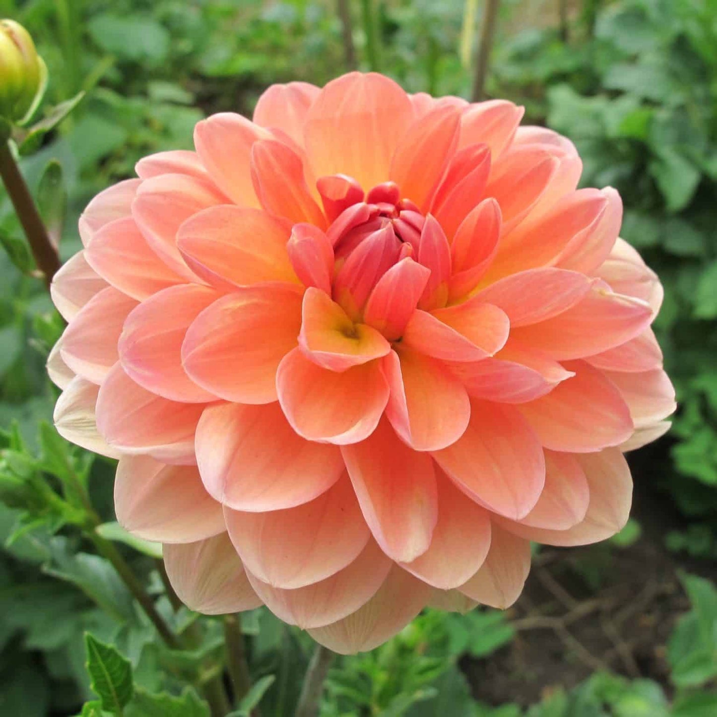 Dahlia Yelno Harmony