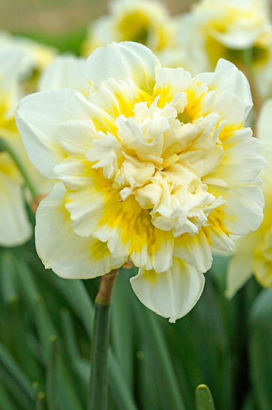 Daffodil | Ice King