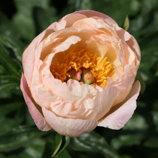 Herbaceous Bare Root Peony | King's Day