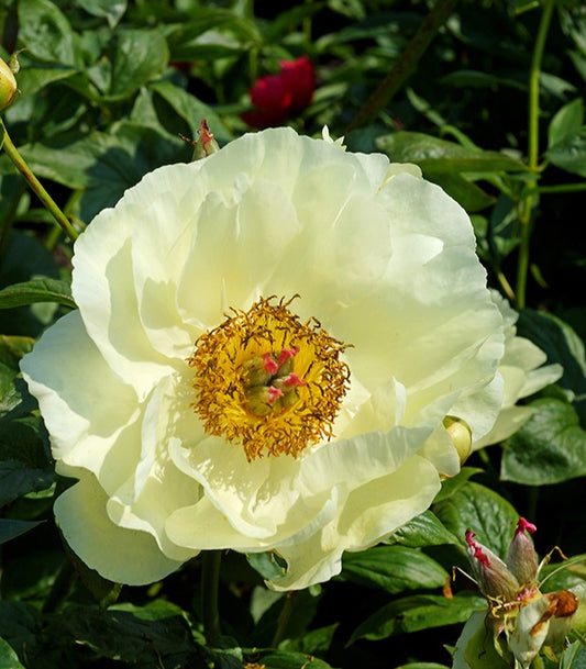 Herbaceous Bare Root Peony | Lemon Chiffon