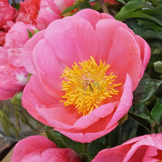 Herbaceous Bare Root Peony | Lovely Rose
