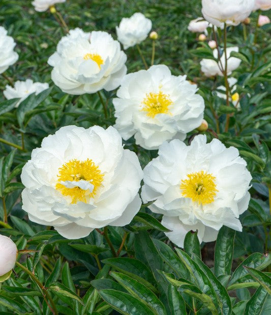 Herbaceous Bare Root Peony | Miss America