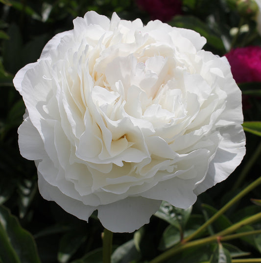 Herbaceous Bare Root Peony | Centennial