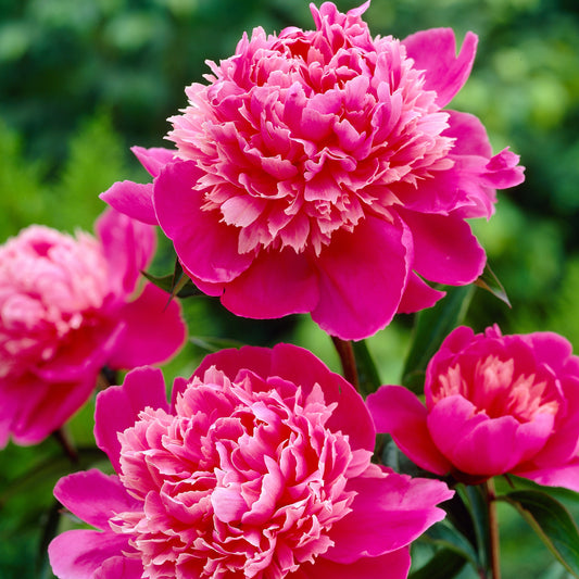 Herbaceous Bare Root Peony | Madame Emile Debatene