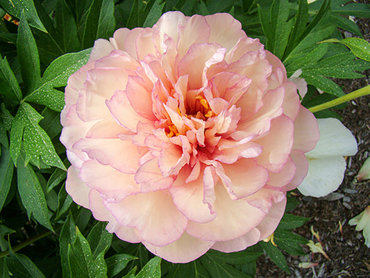 Itoh Bare Root Peony | Scrumdidleumptious