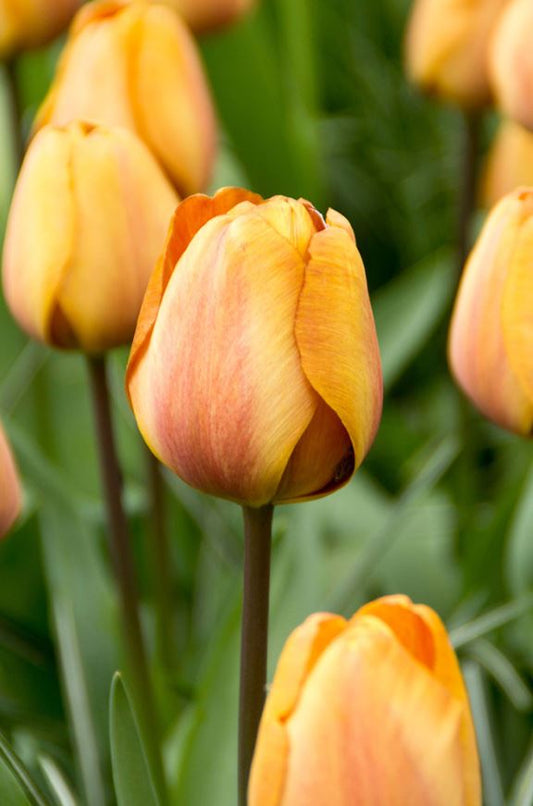 Tulip | Apricot Foxx