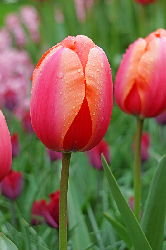 Tulip | Apricot Impression