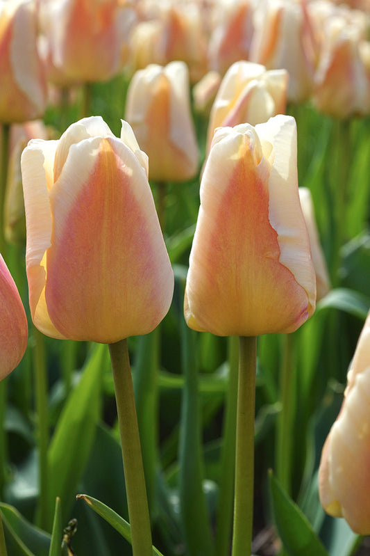 Tulip | Apricot Pride