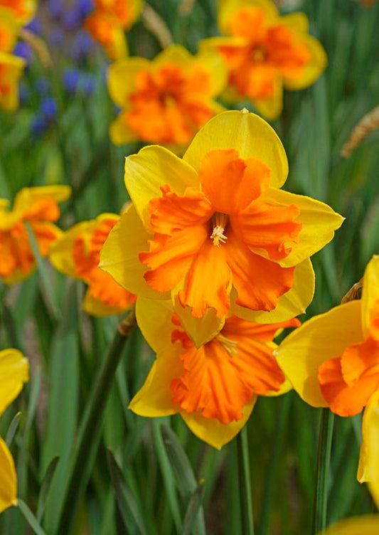 Daffodil | Congress