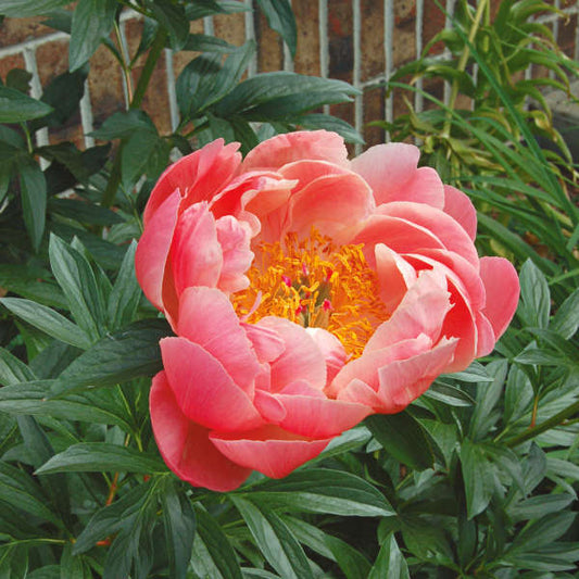 Herbaceous Bare Root Peony | Coral Sunset