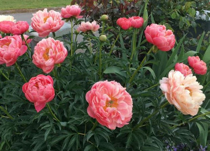 Herbaceous Bare Root Peony | Coral Sunset