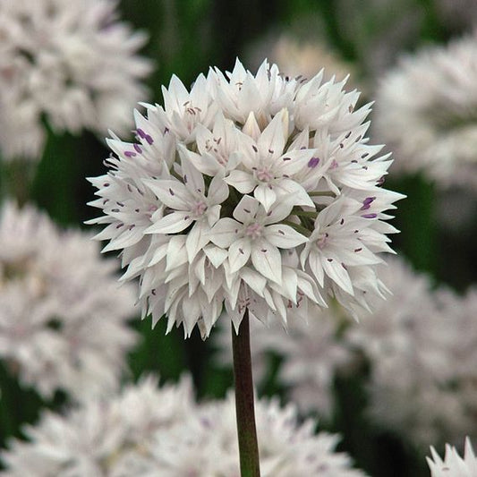 Allium | Graceful