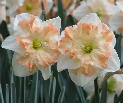 Daffodil | Palmares