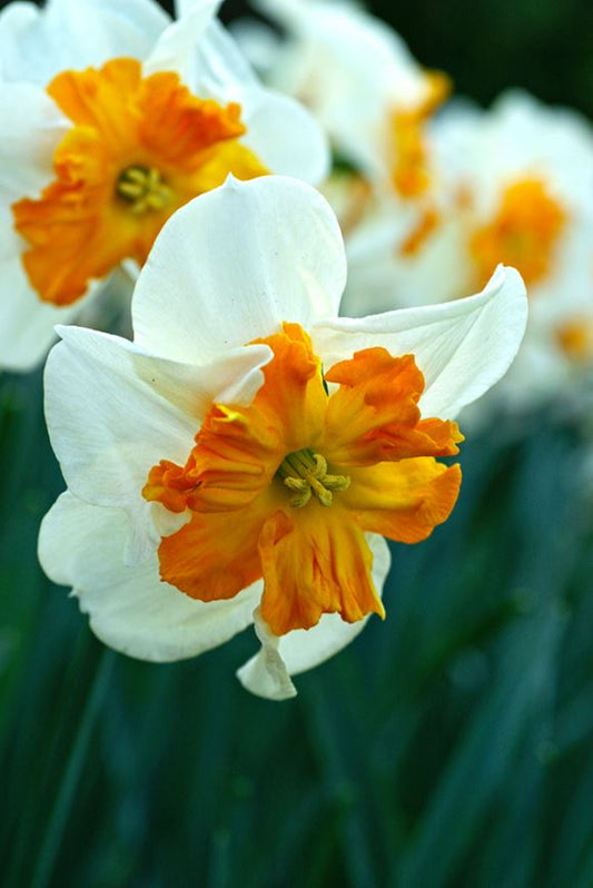 Daffodil | Parisienne