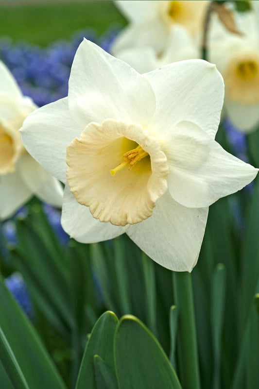 Daffodil | Passionale