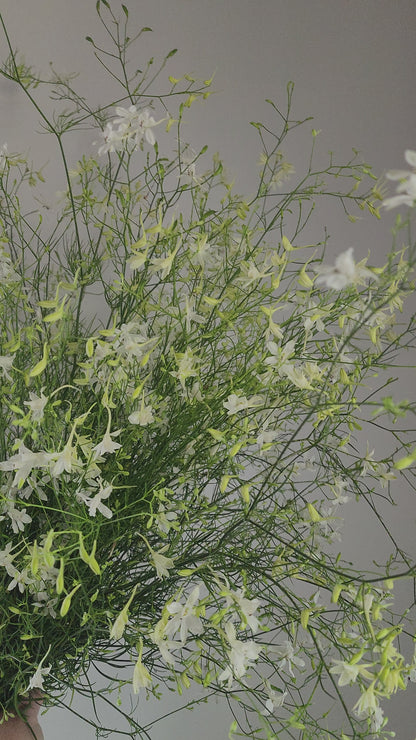 Grower's Bunch - Cloud Larkspur