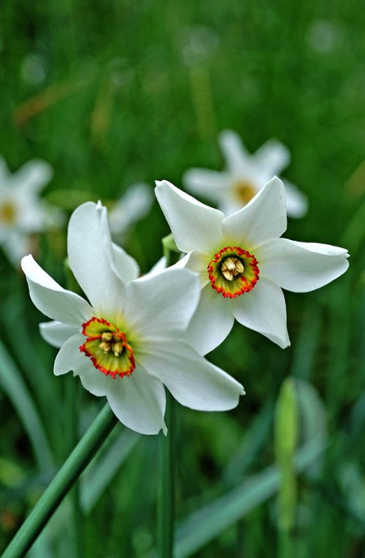 Daffodil | Recurvus {Pheasant's Eye}