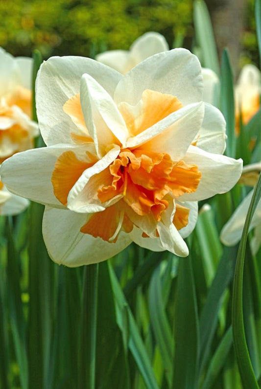 Daffodil | Replete