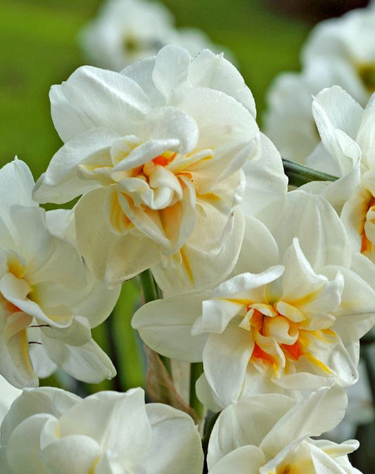 Daffodil | Sir Winston Churchill